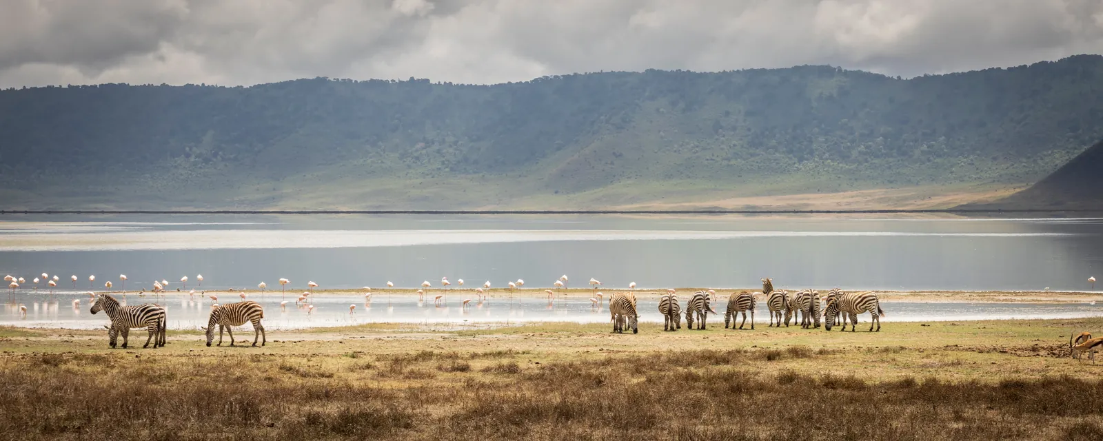 Ngorongoro