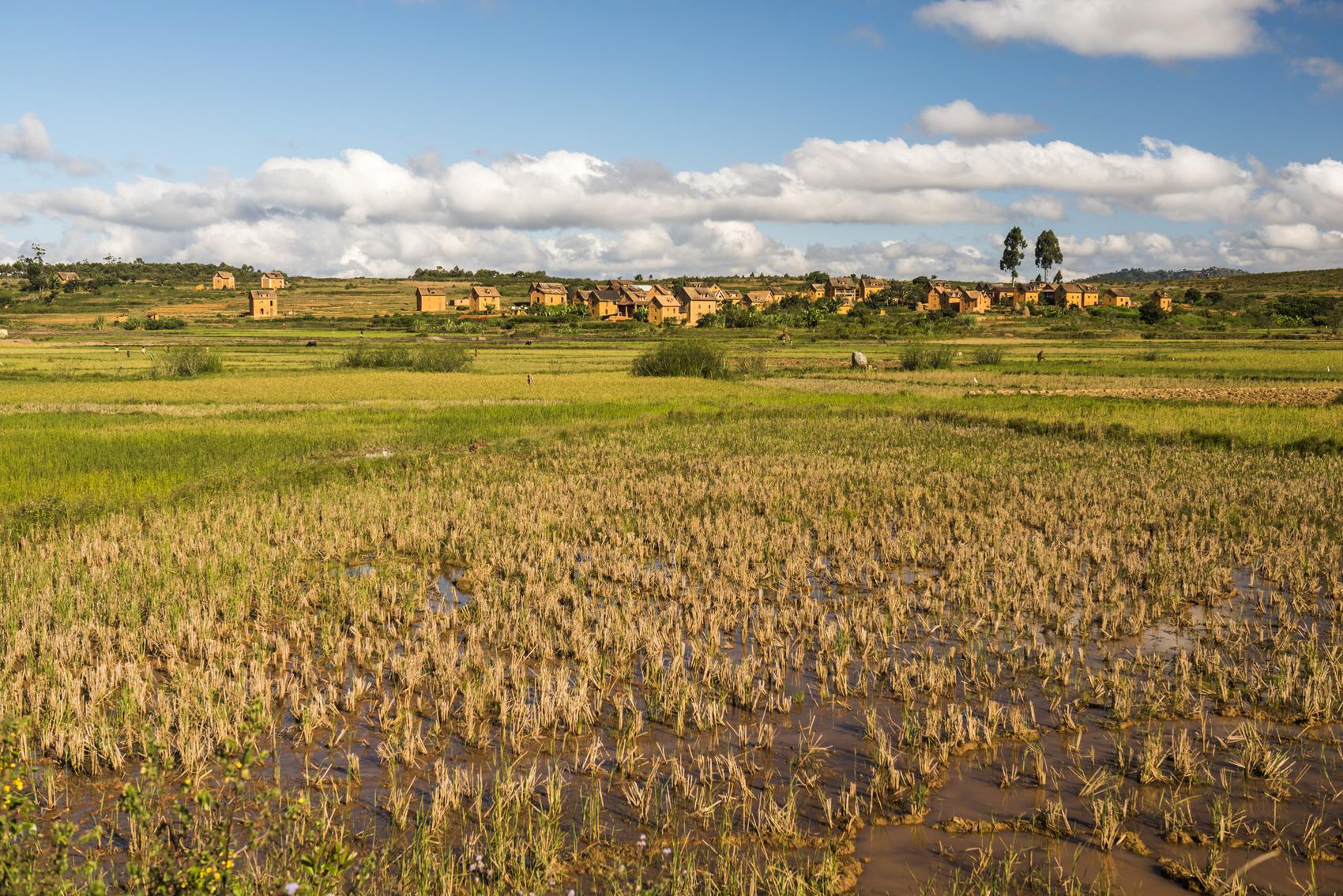 Día 2 · Arrozales de las tierras altas