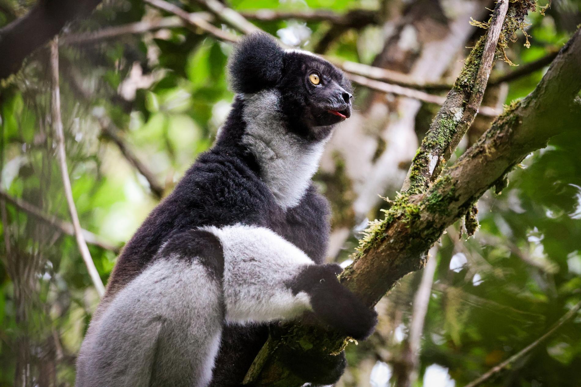 Día 3 · Indri en Analamazaotra