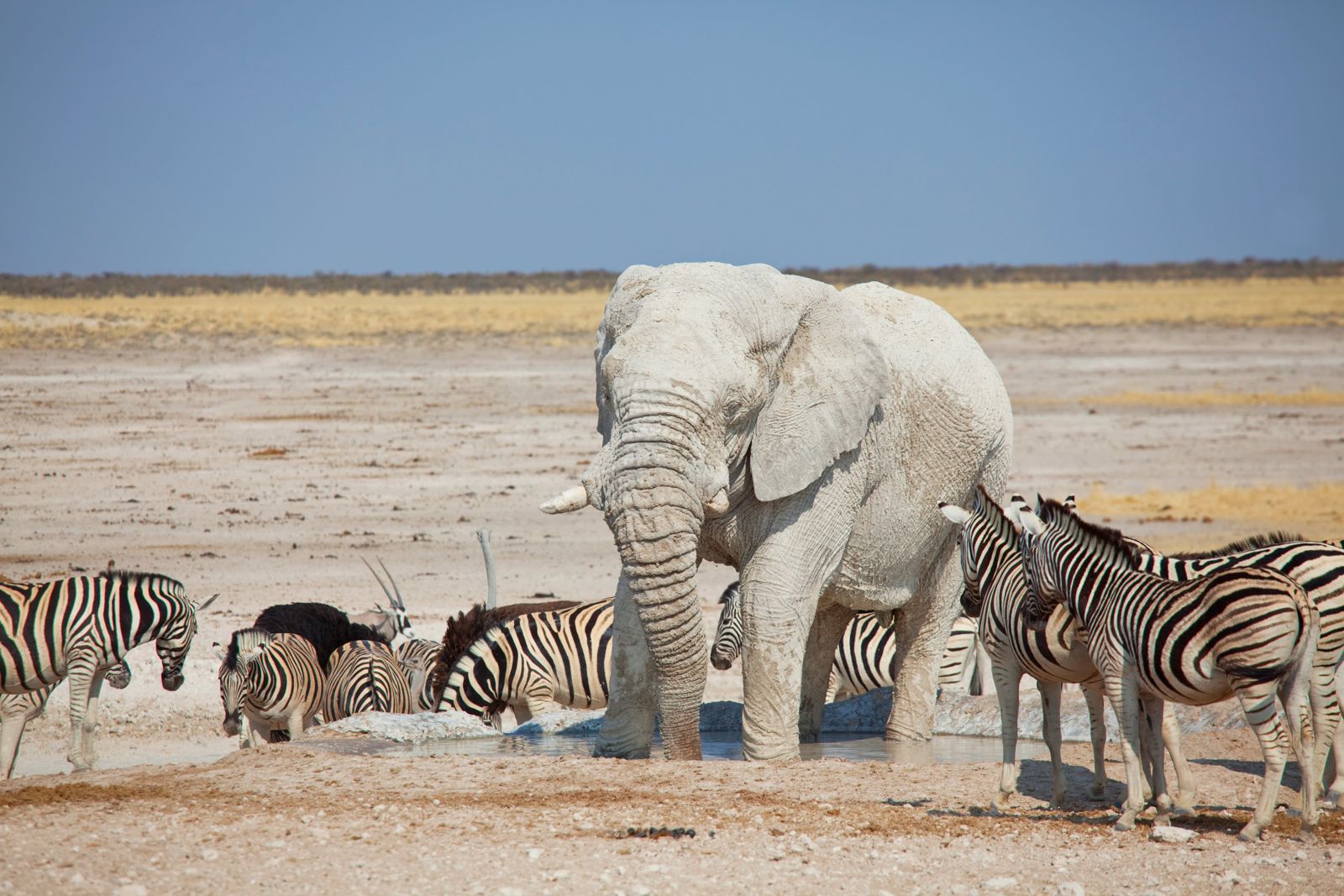 Día 7 · Abrevadero en Etosha