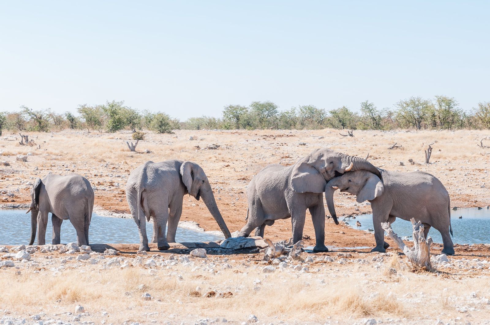 Etosha National Park