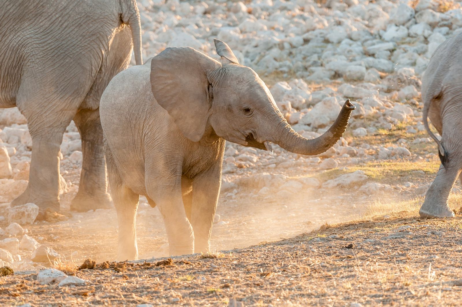 Etosha National Park