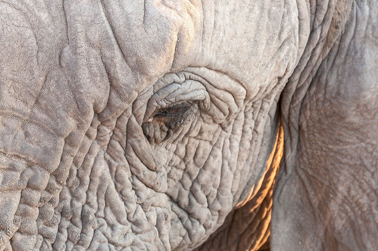 Comunidad himba · Etosha
