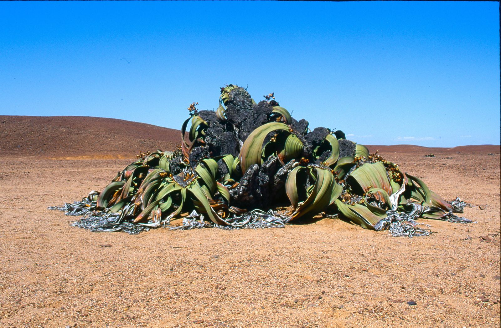 Twyfelfontein · Damaraland