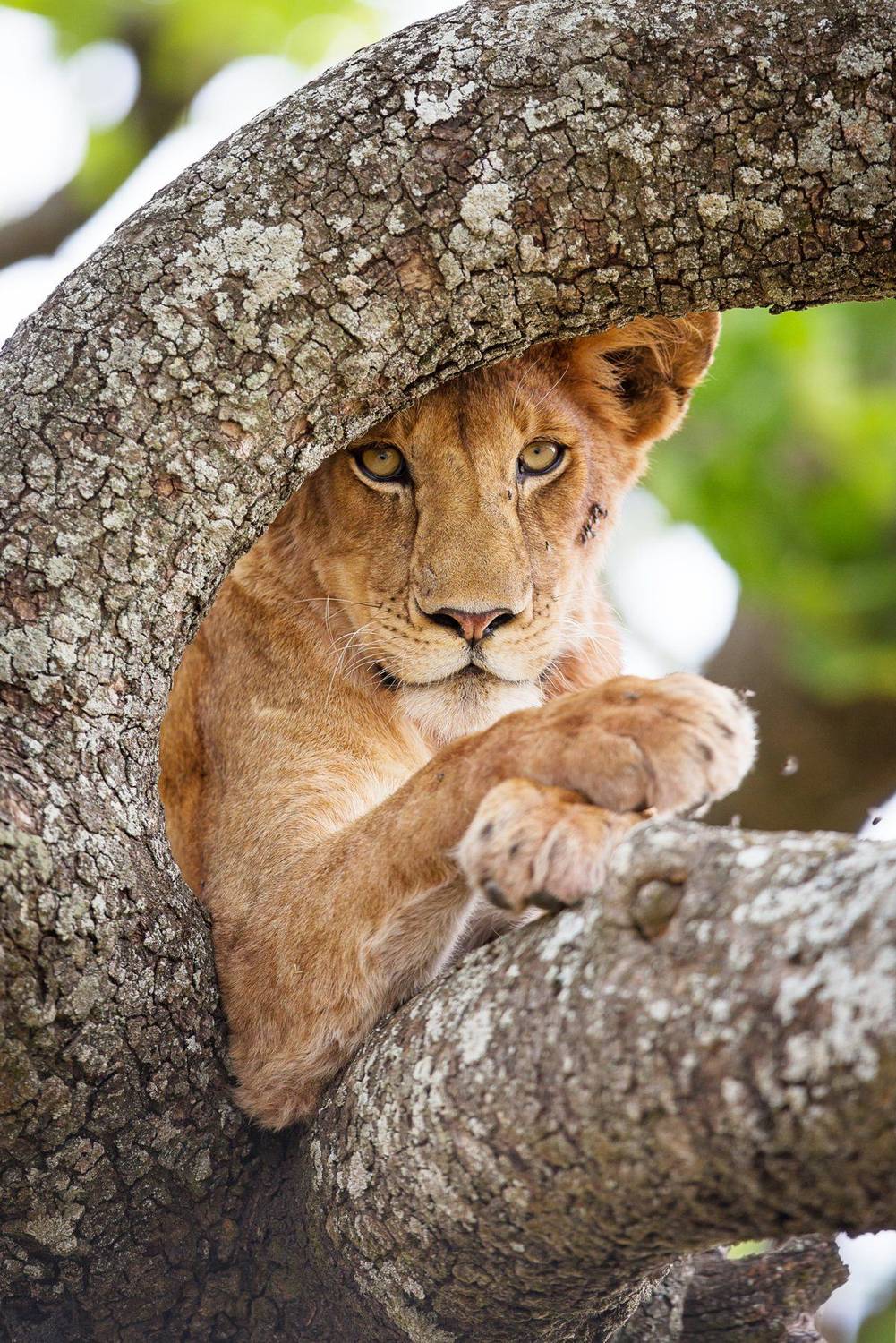 León mirando de frente, Tanzania