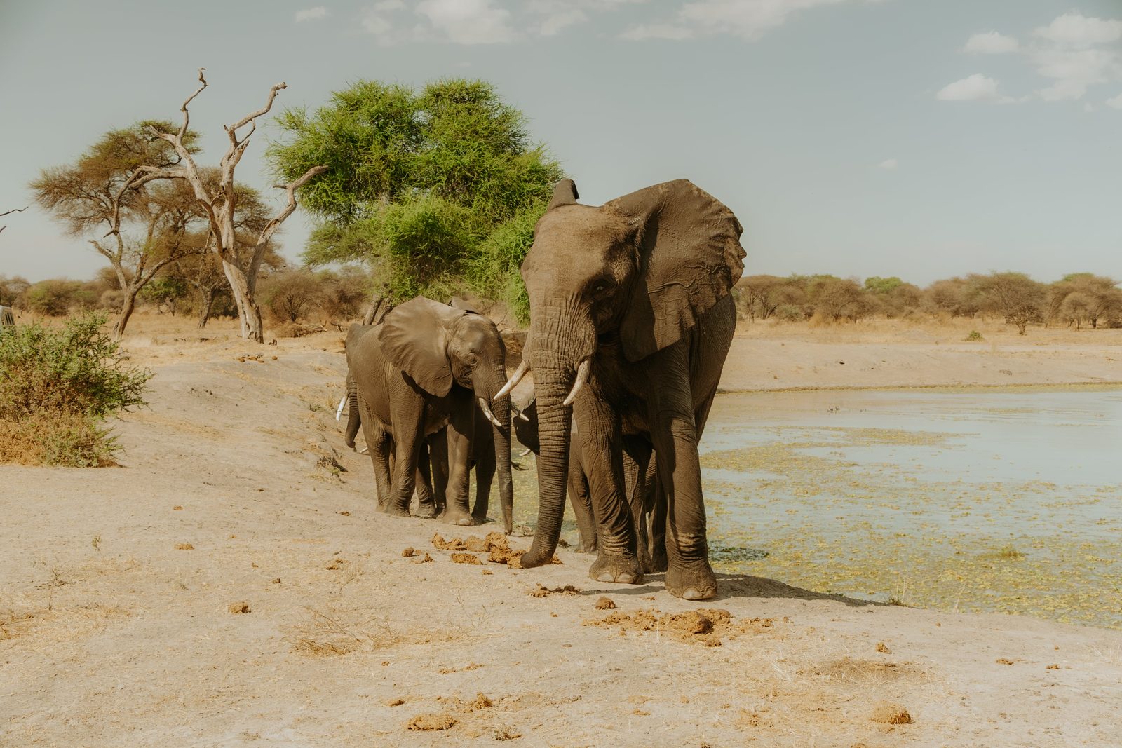 Arusha → Tarangire