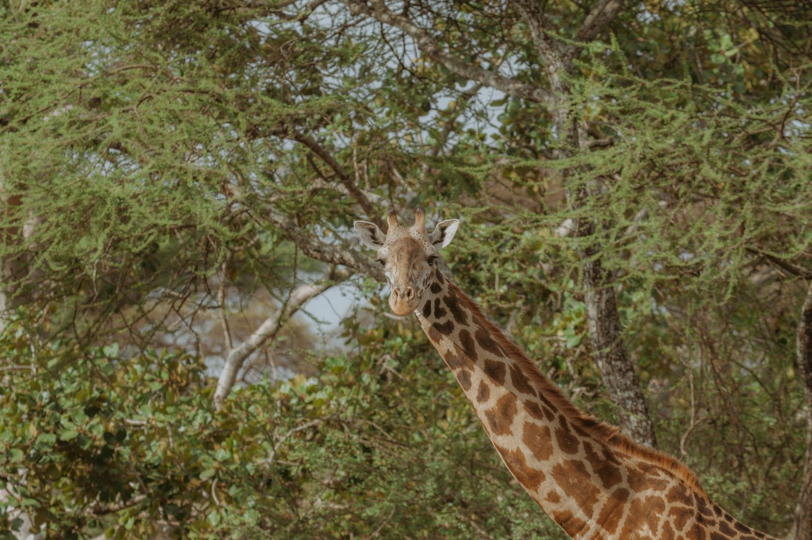 Arusha → Tarangire
