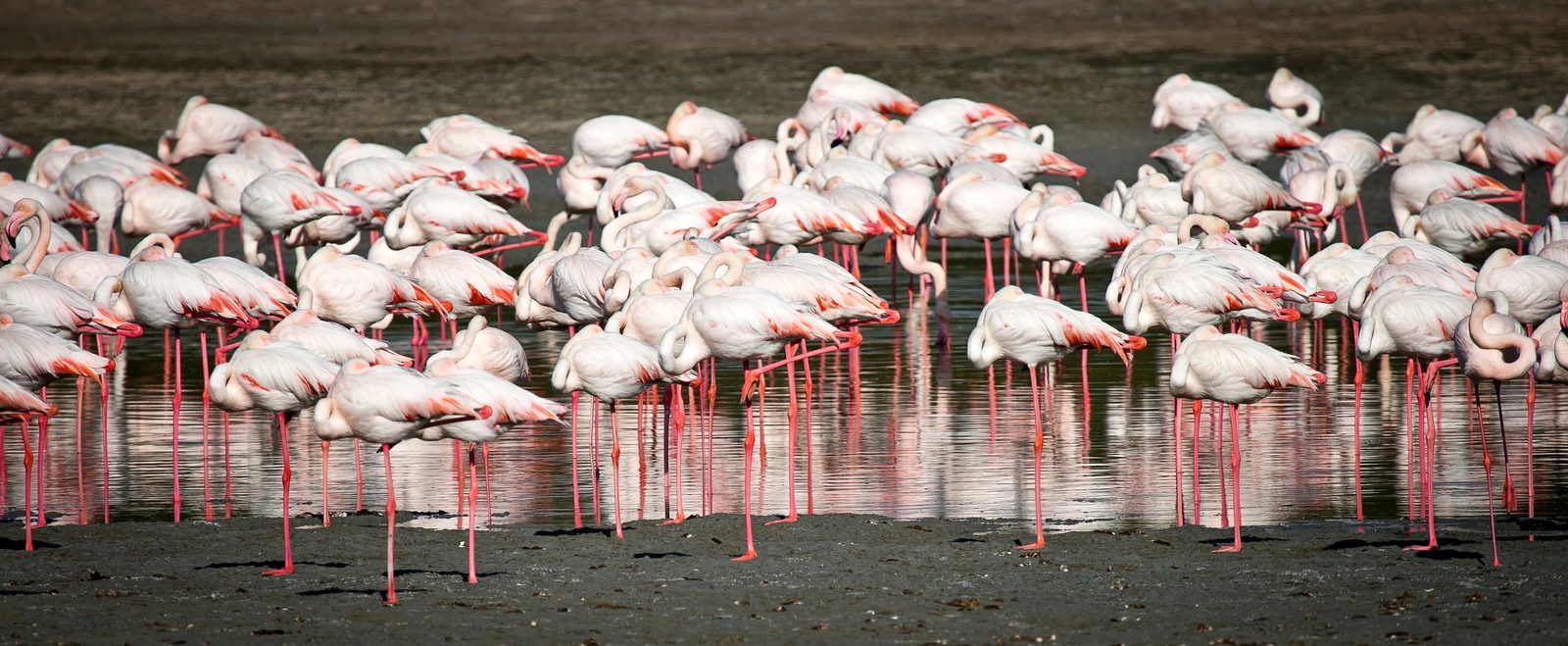 Burunge → Lago Natron