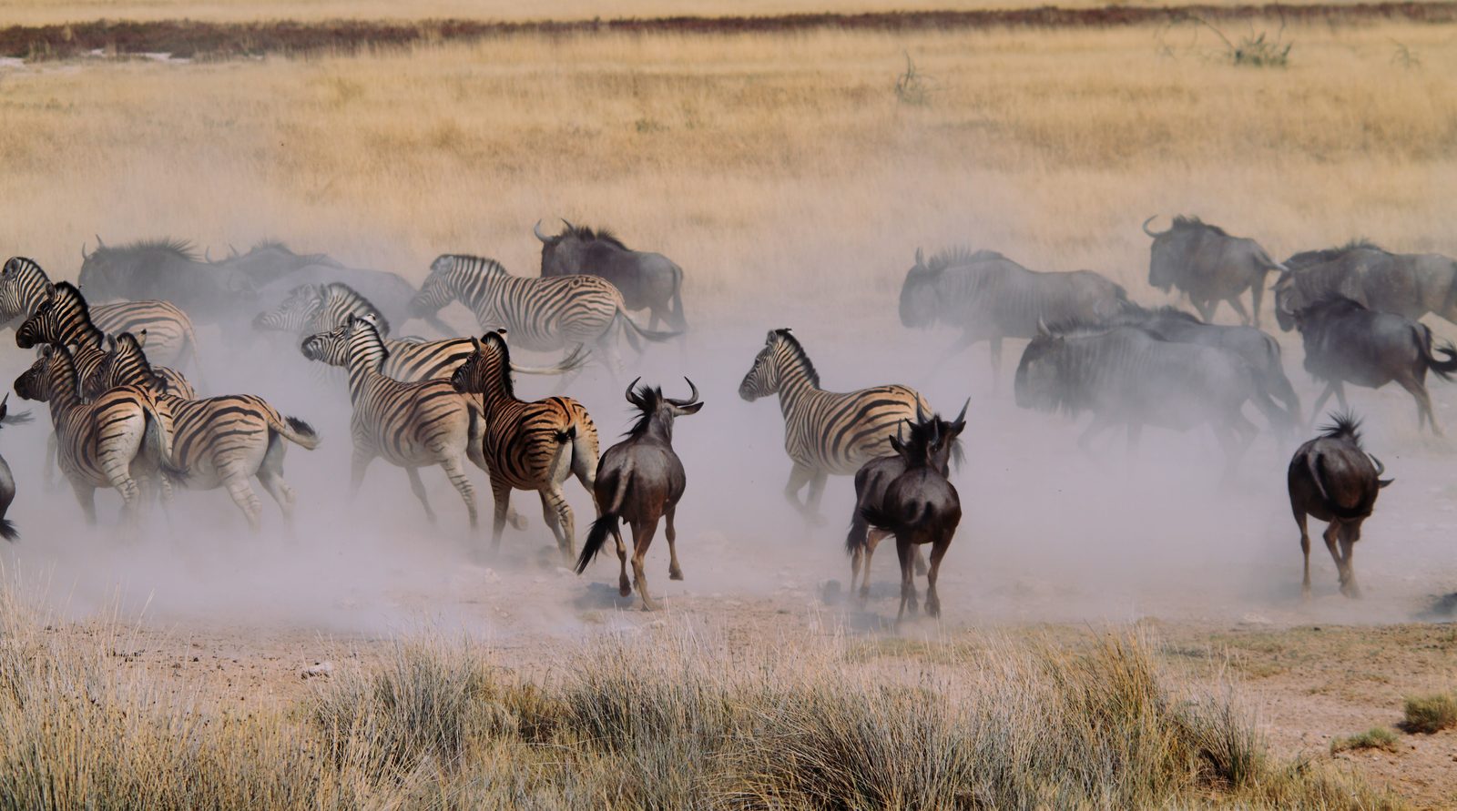 Natron → Serengeti