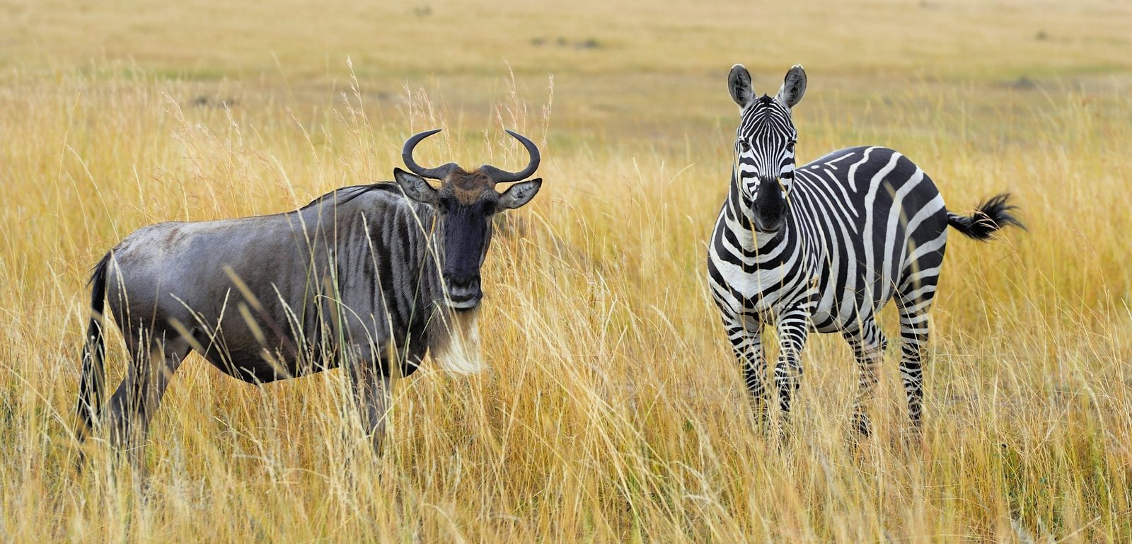 Natron → Serengeti