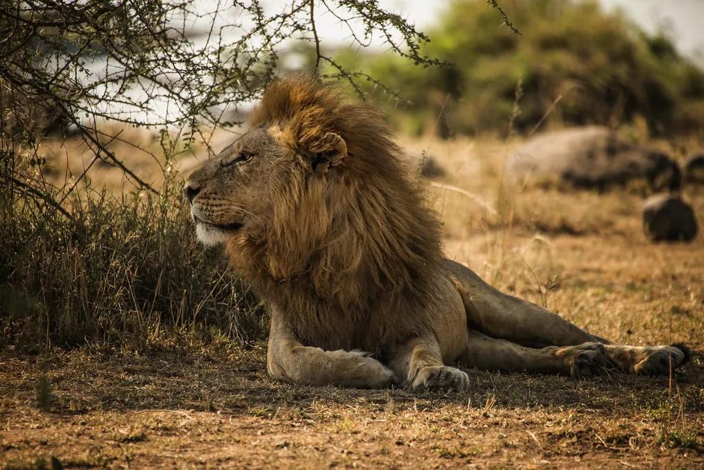 Día 5 · Serengeti · día completo