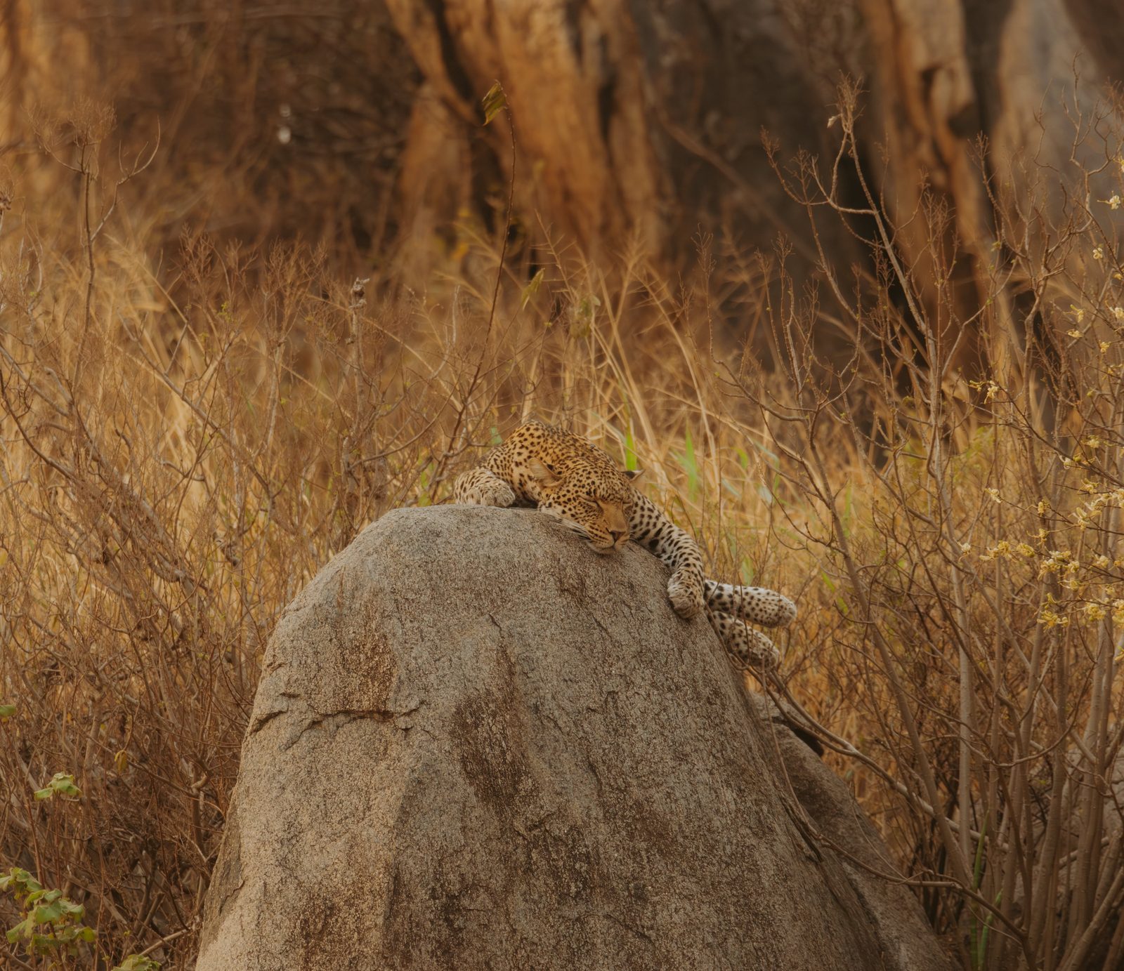 Serengeti · día completo