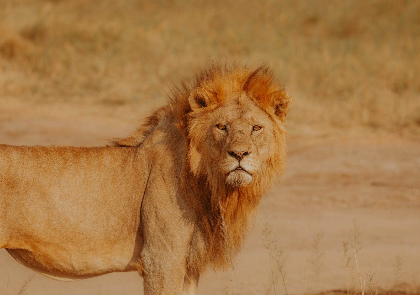Serengeti · día completo