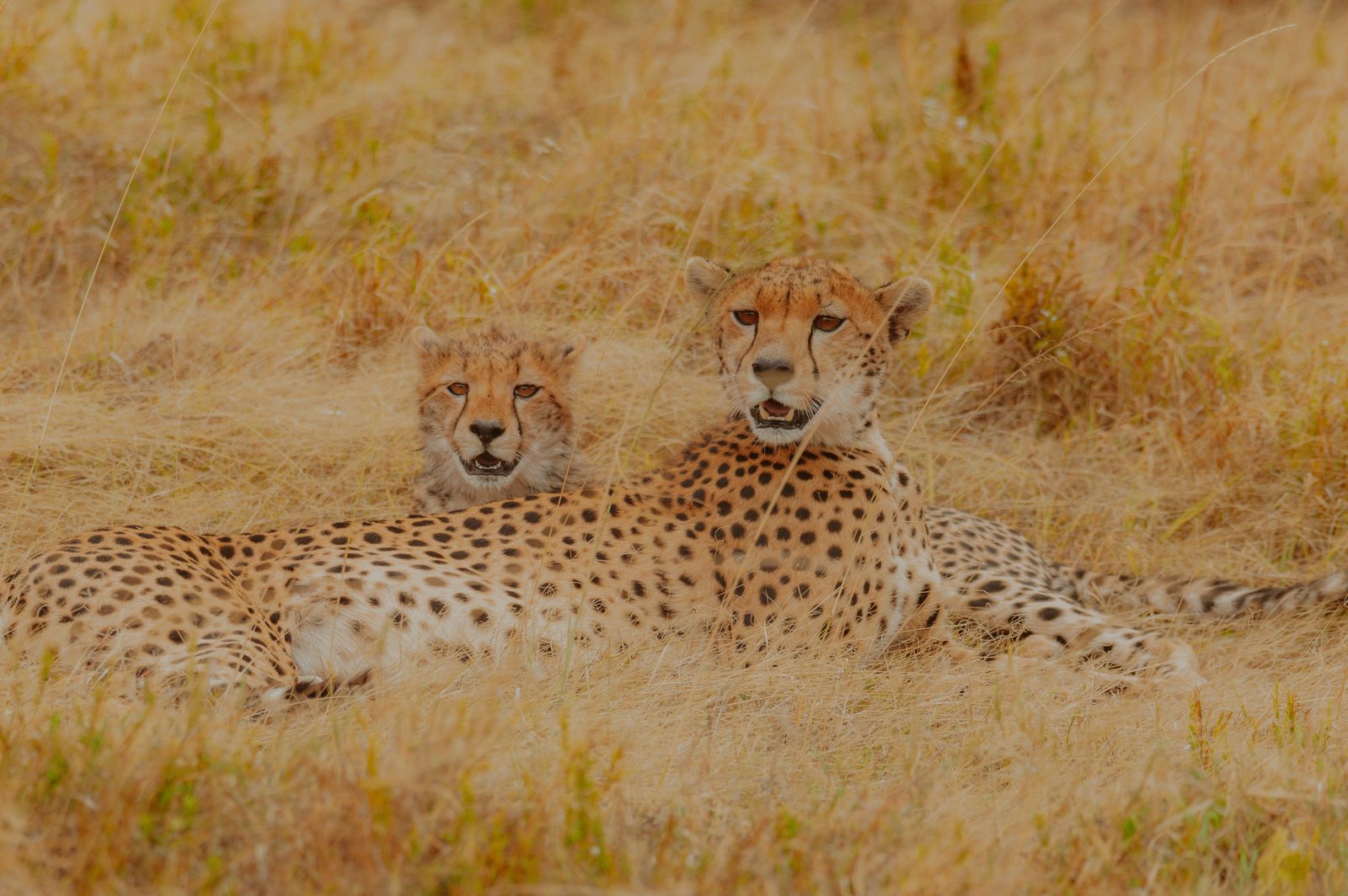 Serengeti · día completo