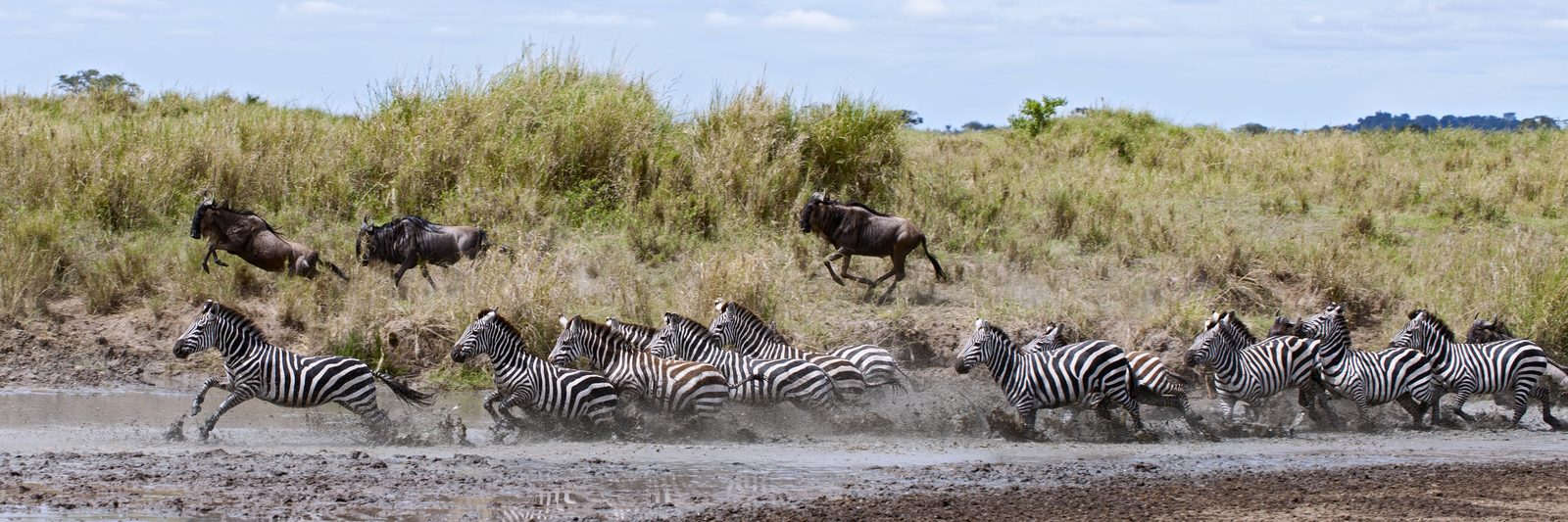 Serengeti · día completo