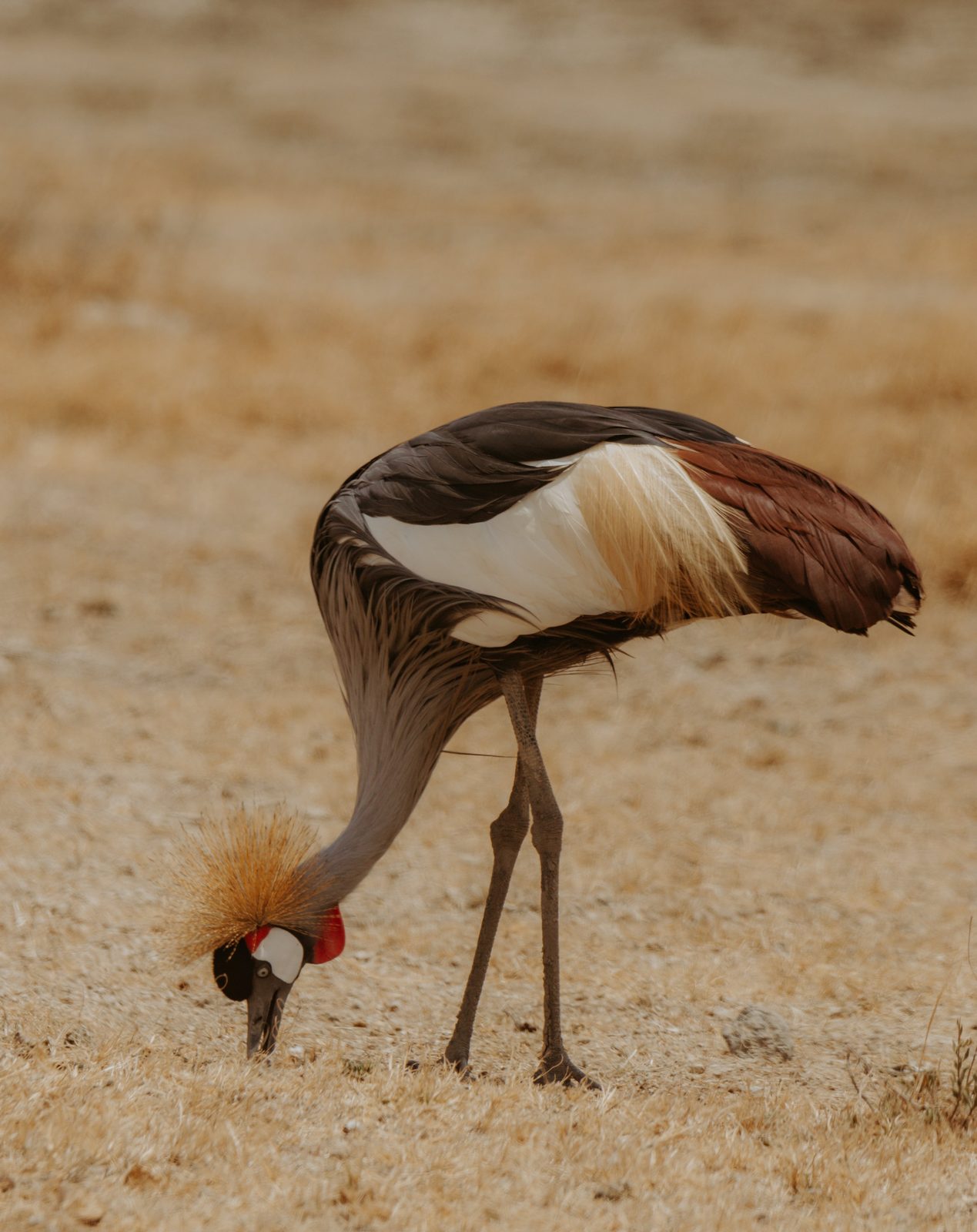Serengeti · día completo