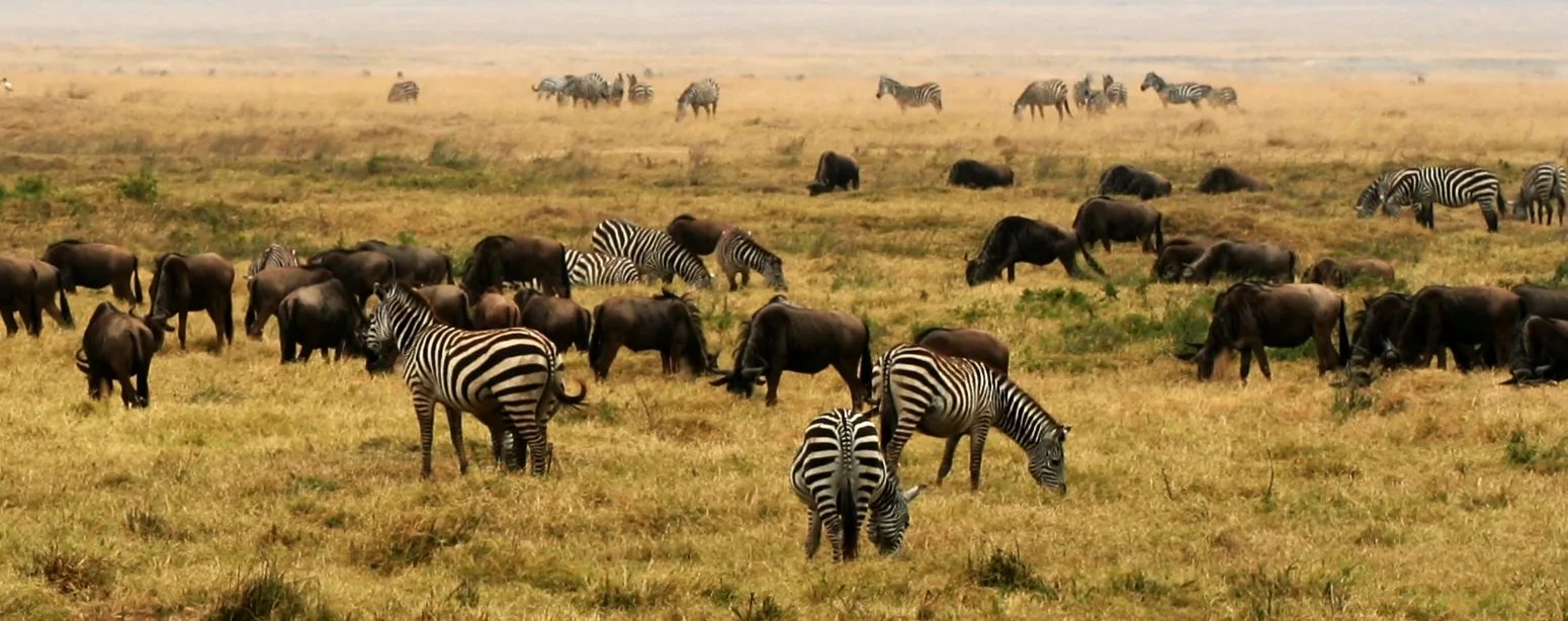 Serengeti → Ngorongoro