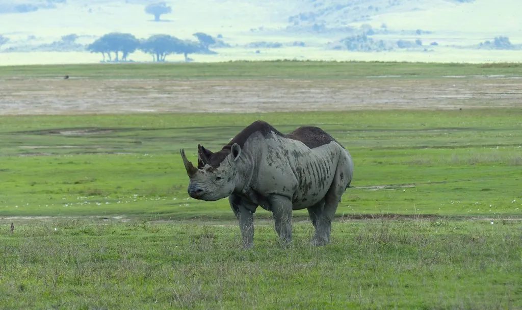 Serengeti → Ngorongoro