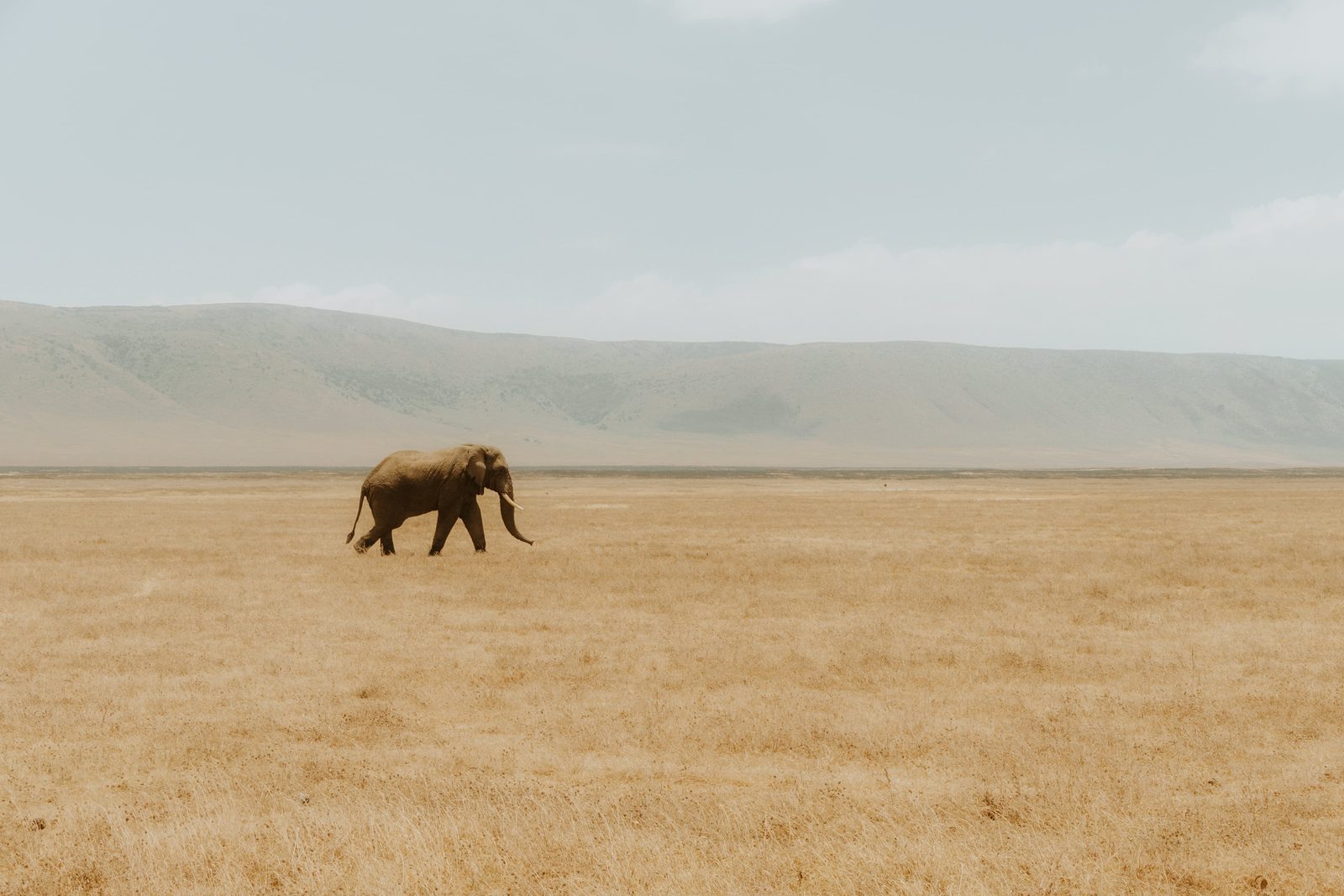Serengeti → Ngorongoro
