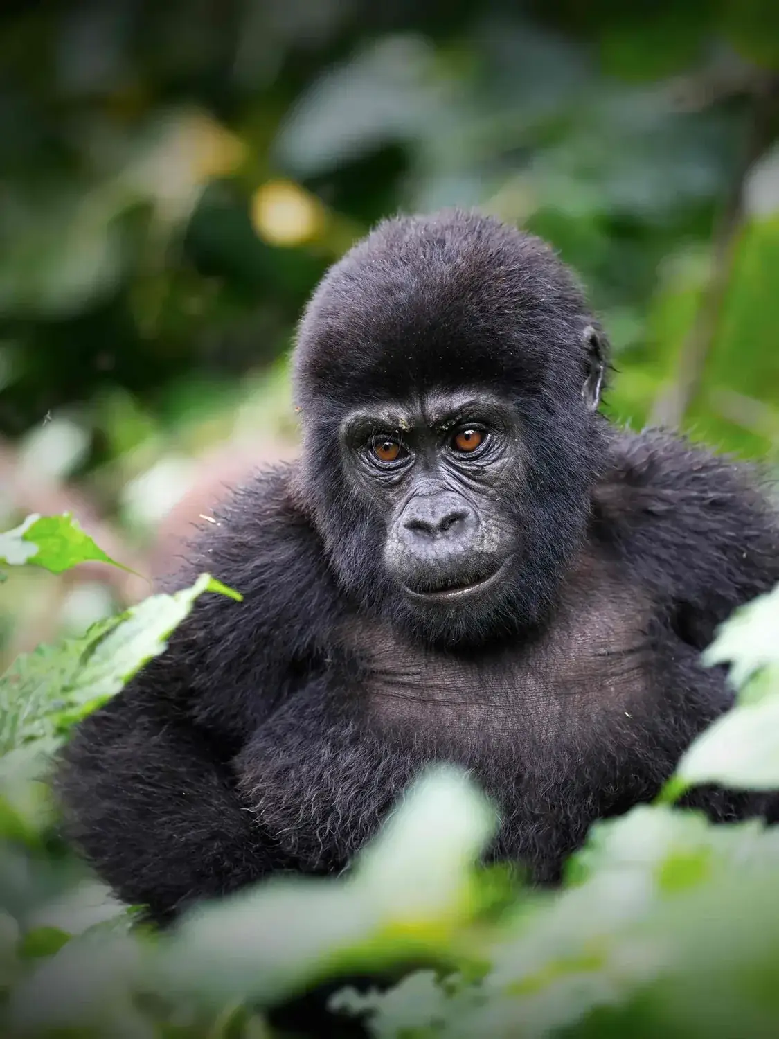 Gorila de montaña en Bwindi, Uganda