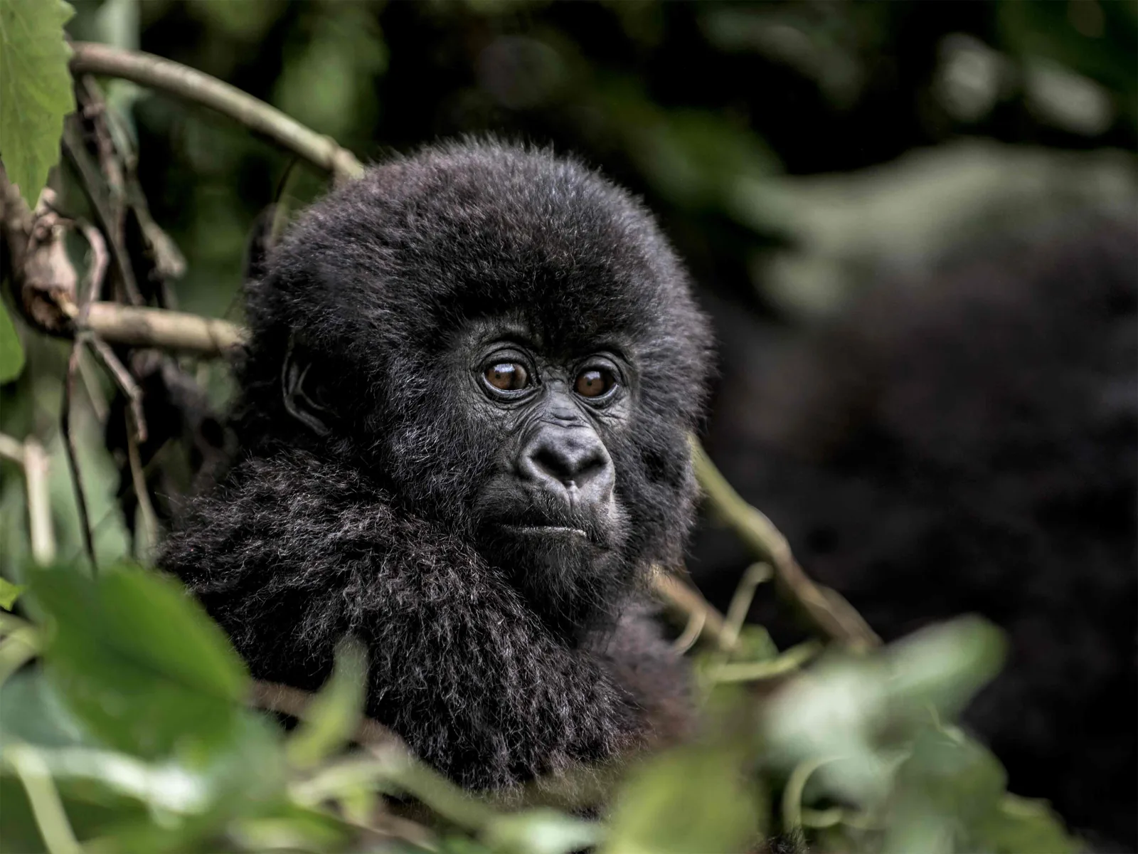 Gorila de montaña, Bwindi