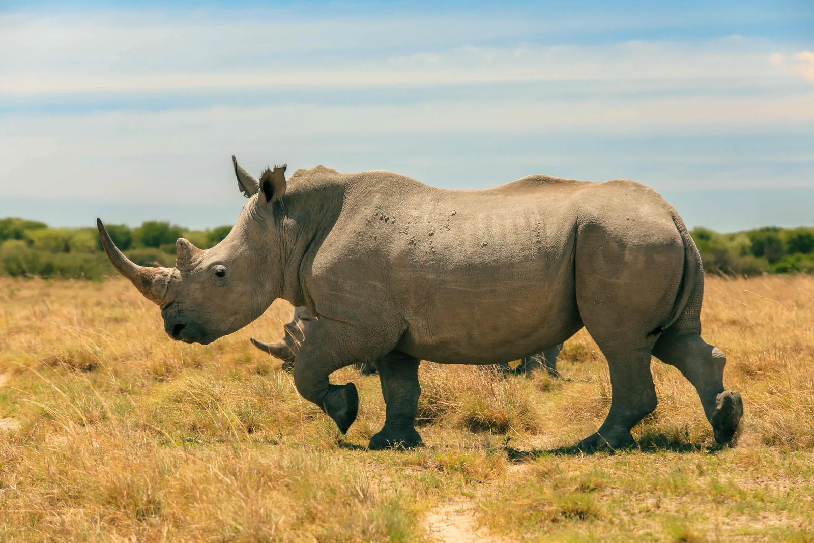 Ziwa → Murchison Falls