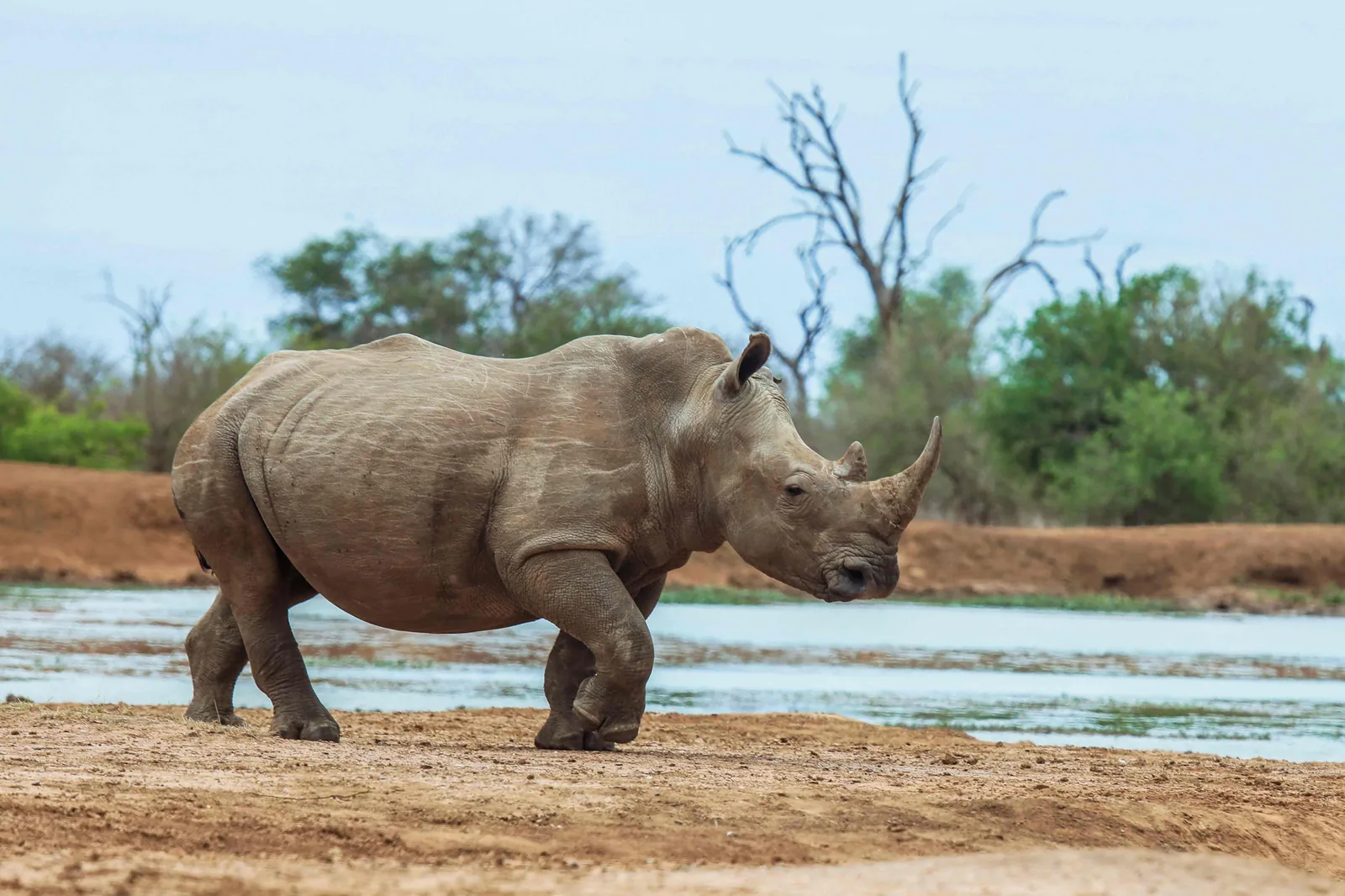 Ziwa → Murchison Falls