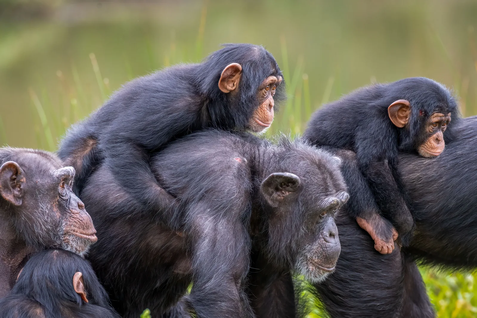 Día 5 · Kibale · trekking de chimpancés