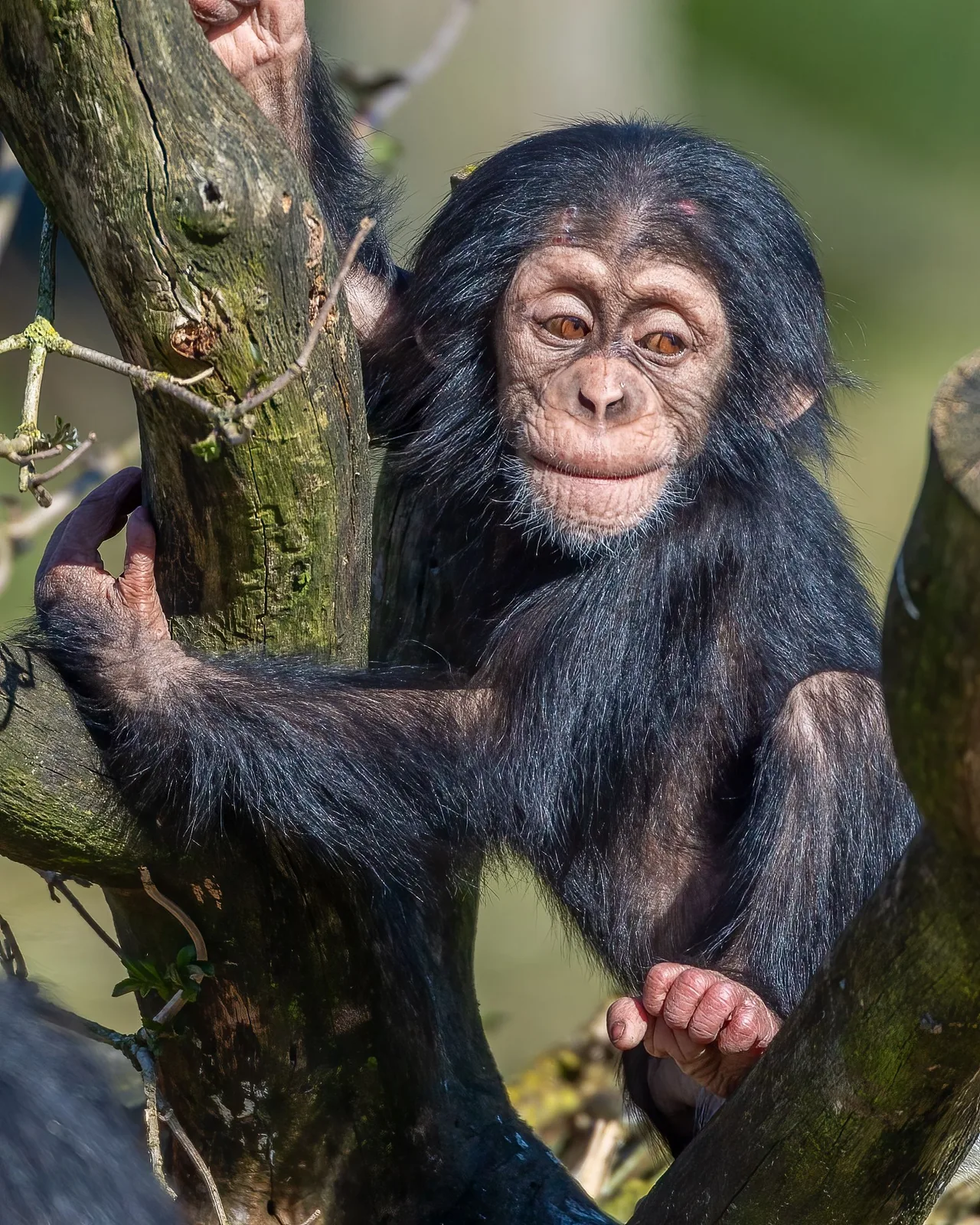 Kibale · trekking de chimpancés