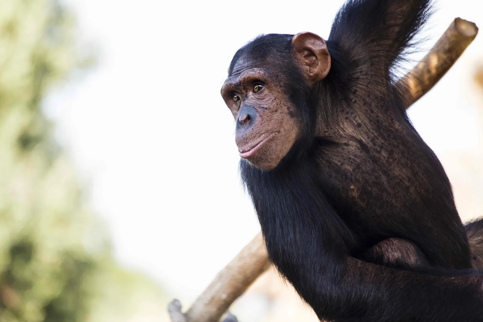 Kibale · trekking de chimpancés