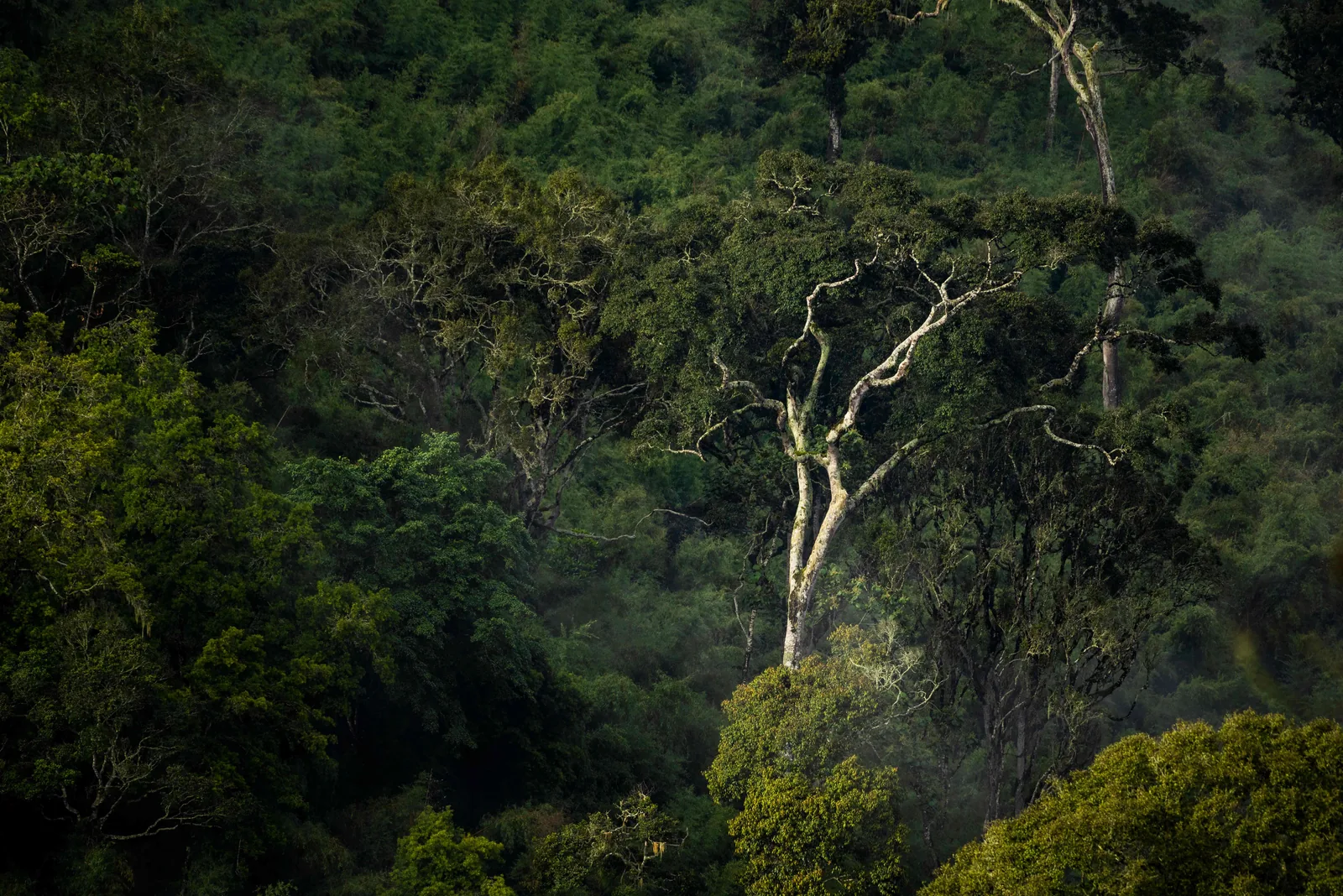Kibale · trekking de chimpancés