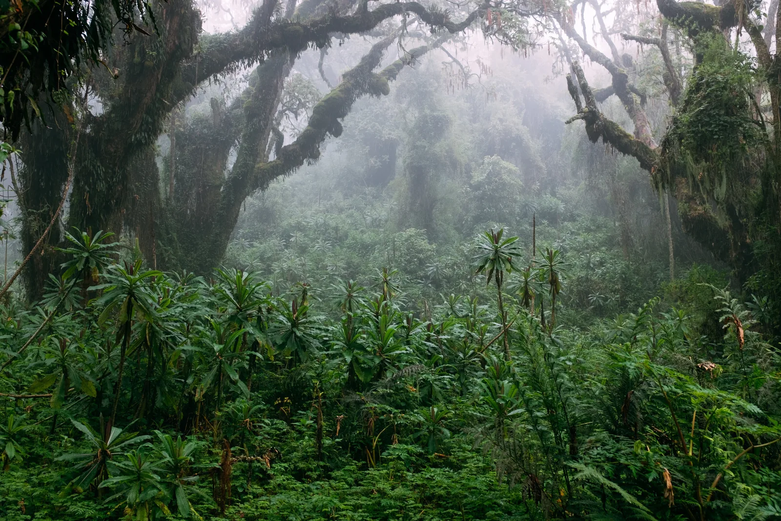Ruta a Bwindi