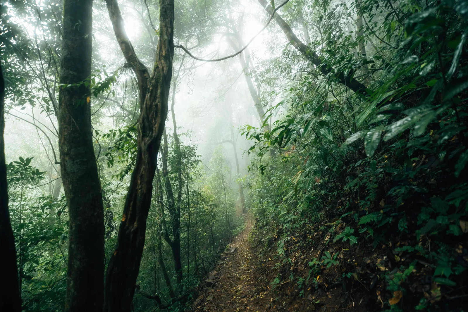 Ruta a Bwindi