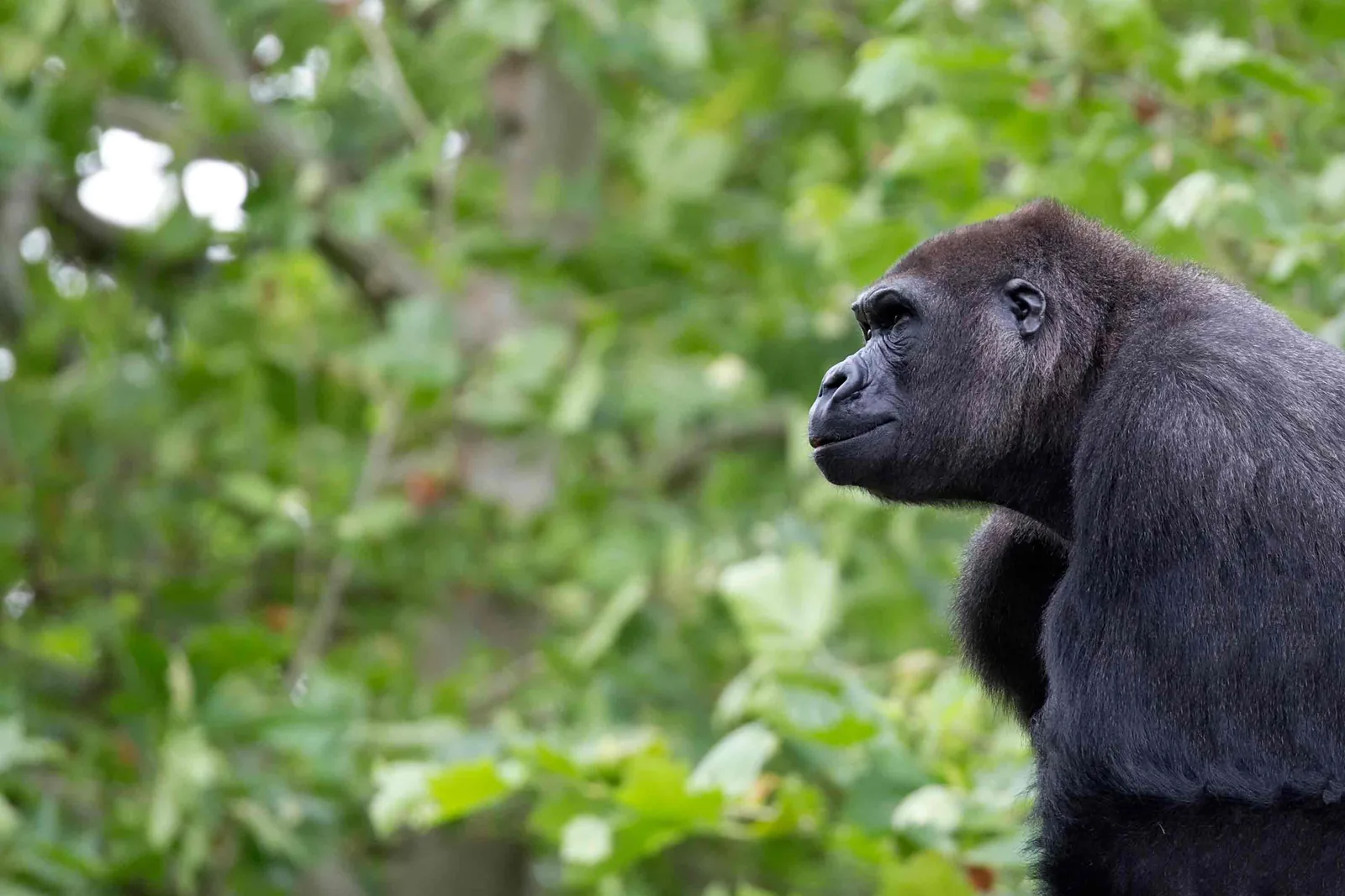 Día 9 · Bwindi → Lake Bunyonyi