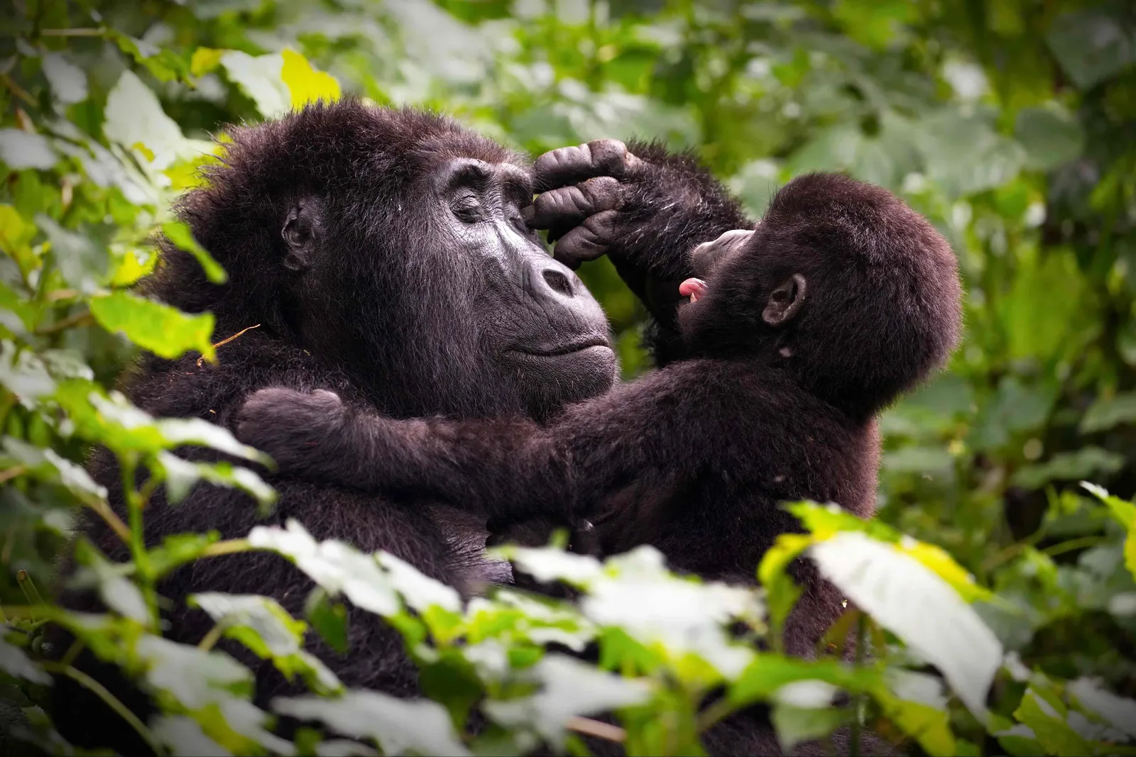 Uganda
