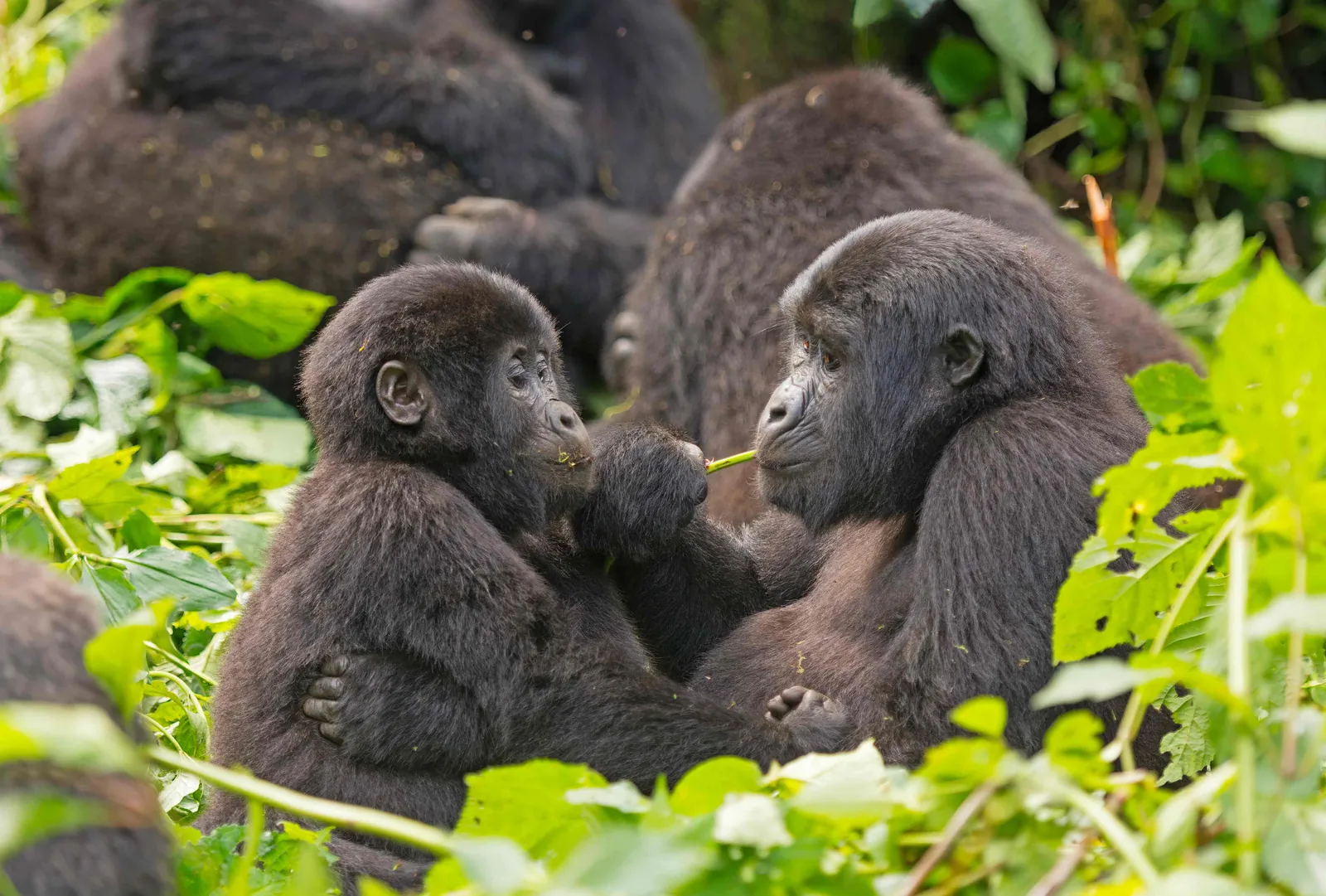 Bwindi → Lake Bunyonyi
