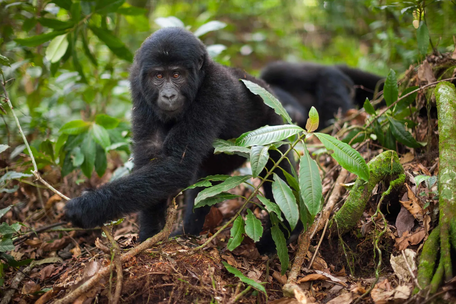 Bwindi → Lake Bunyonyi