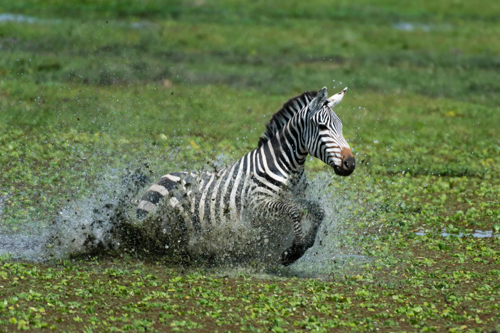 Lake Mburo · Bahima · ecuador → Entebbe