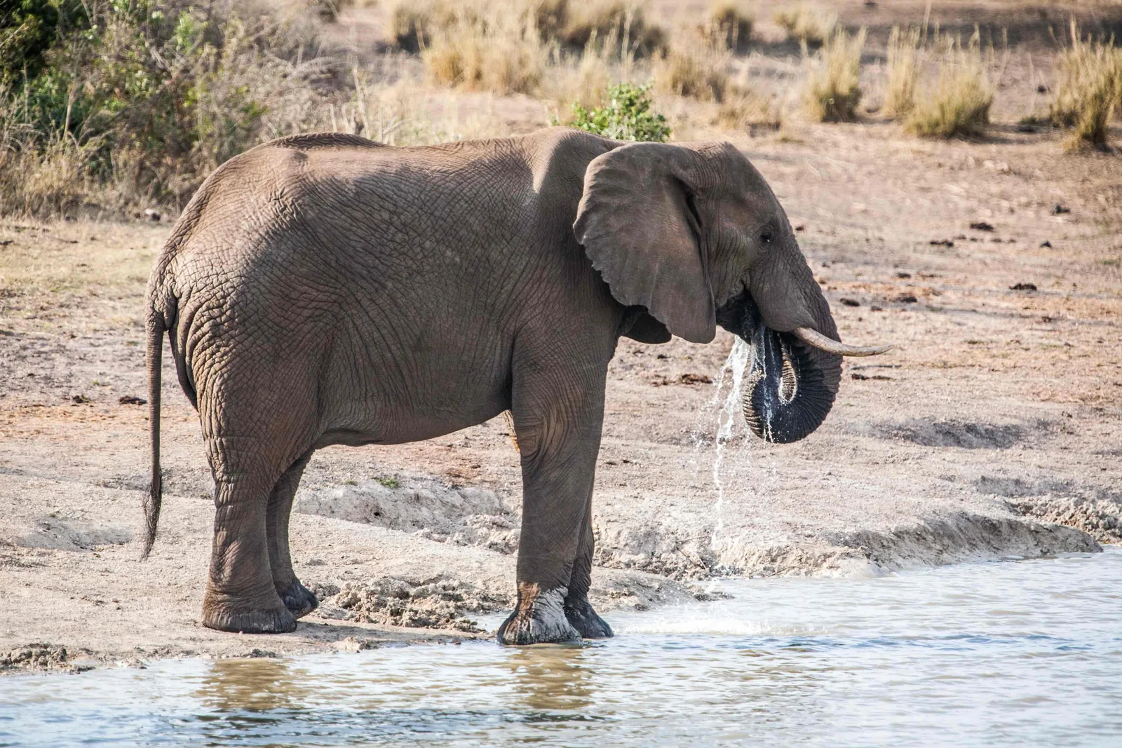Lake Mburo · Bahima · ecuador → Entebbe