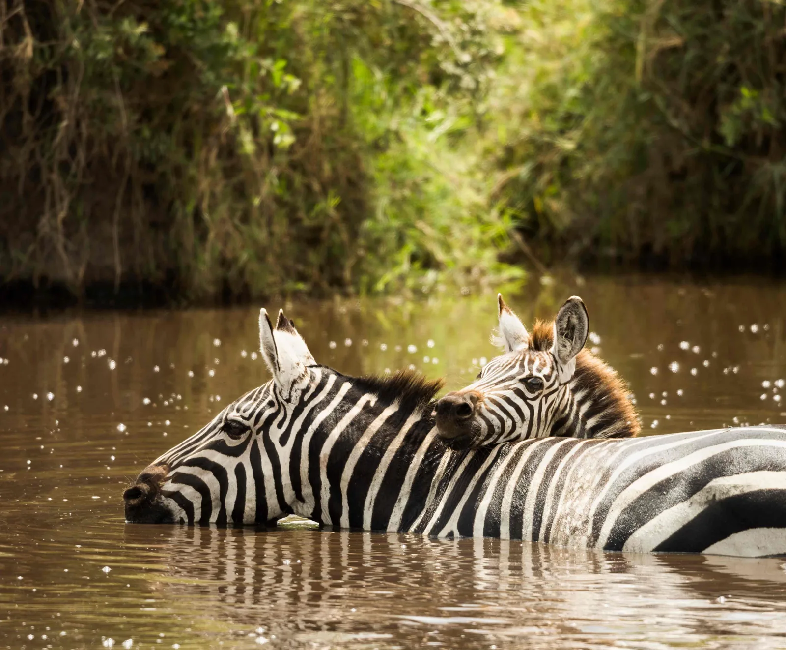 Lake Mburo · Bahima · ecuador → Entebbe